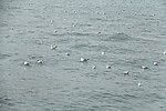海洋 海鸥