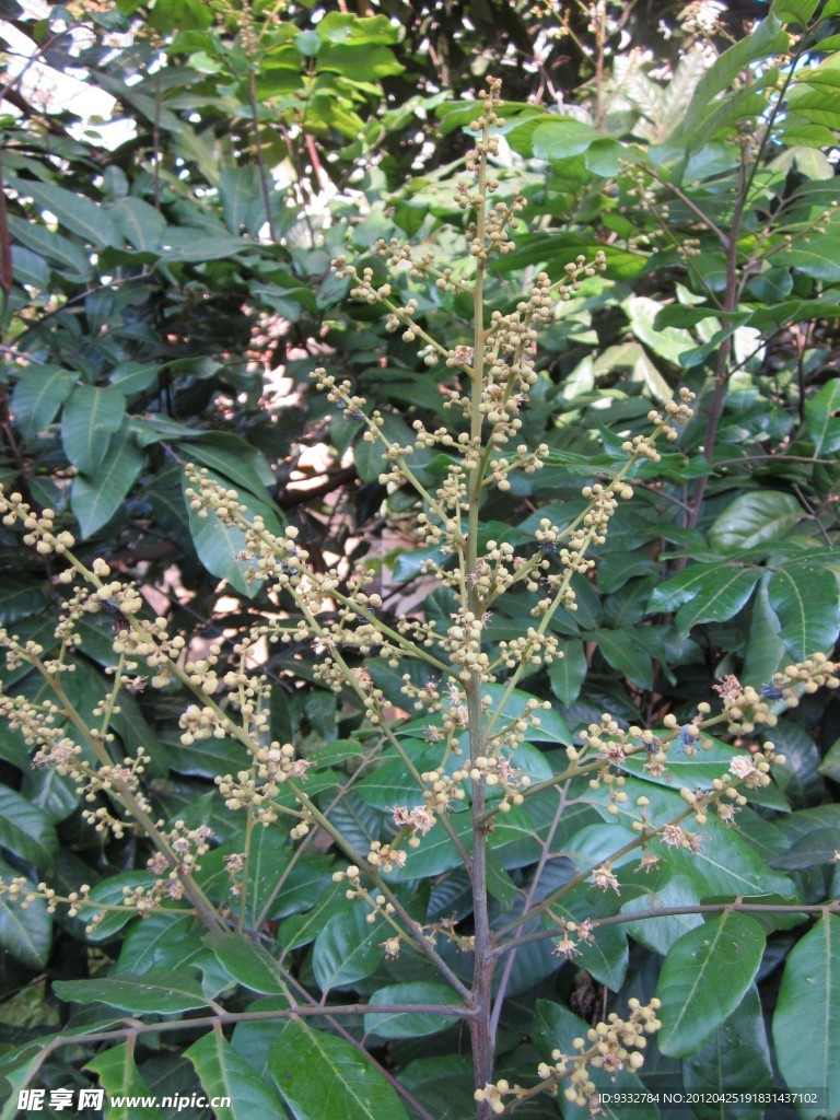 龙眼花