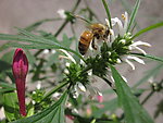 蜜蜂
