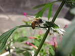 蜜蜂