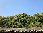 龙眼花