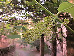 葡萄花