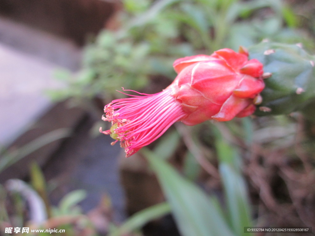 仙人掌花