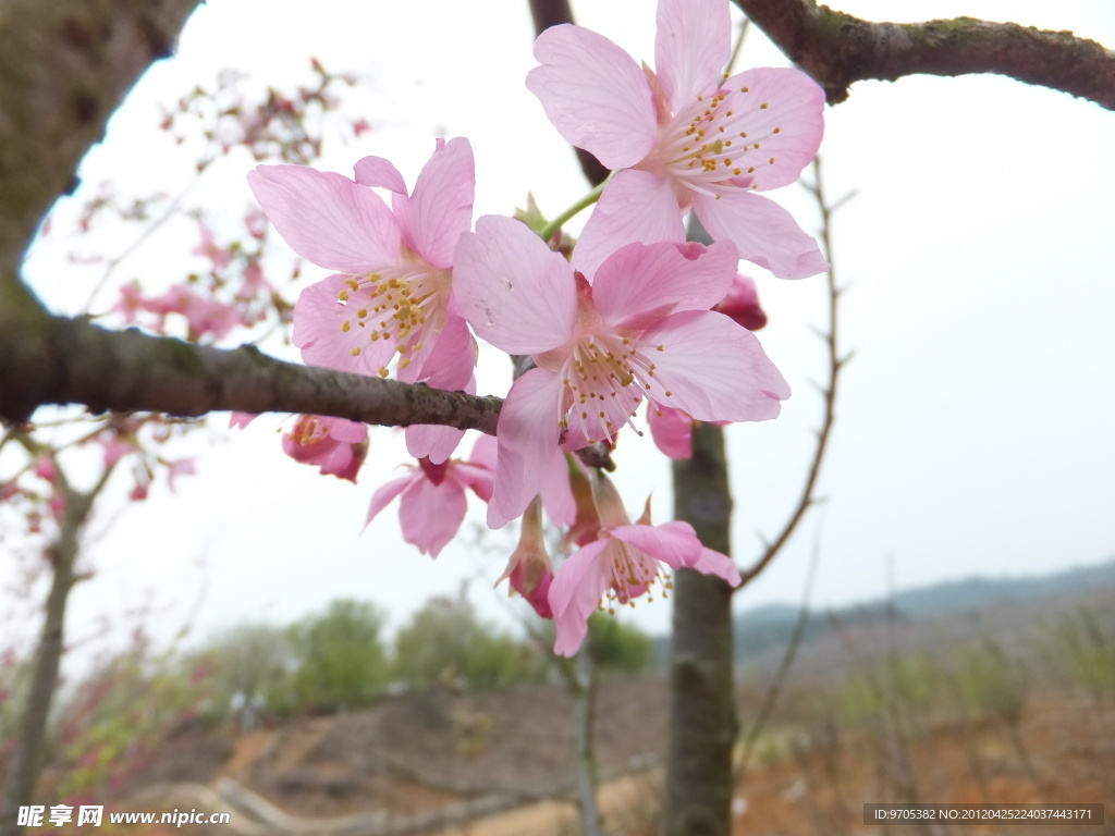 樱花