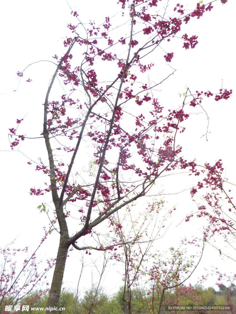 樱花