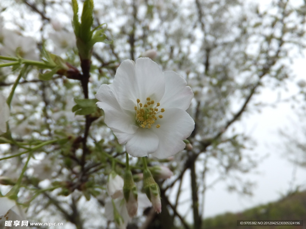 樱花
