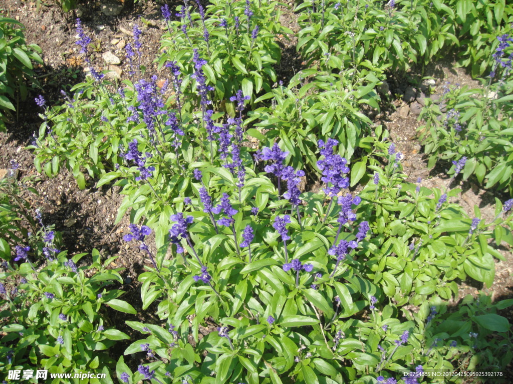 薰衣草