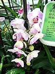 蝴蝶兰
