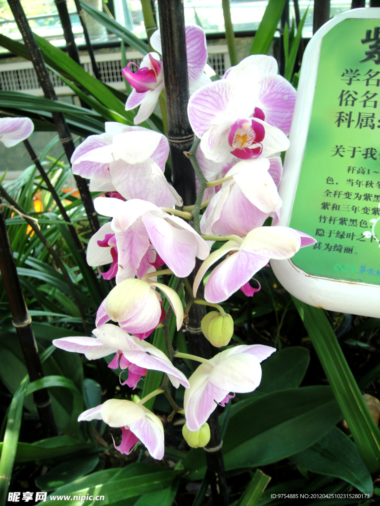 蝴蝶兰