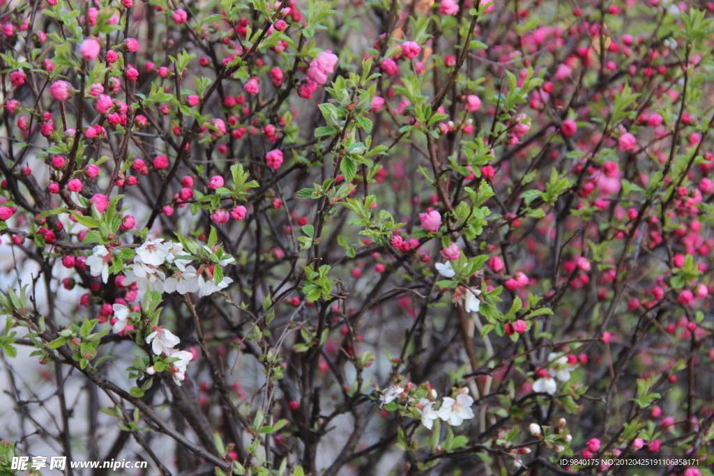 花枝俏