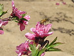 桃花 蜜蜂 采蜜