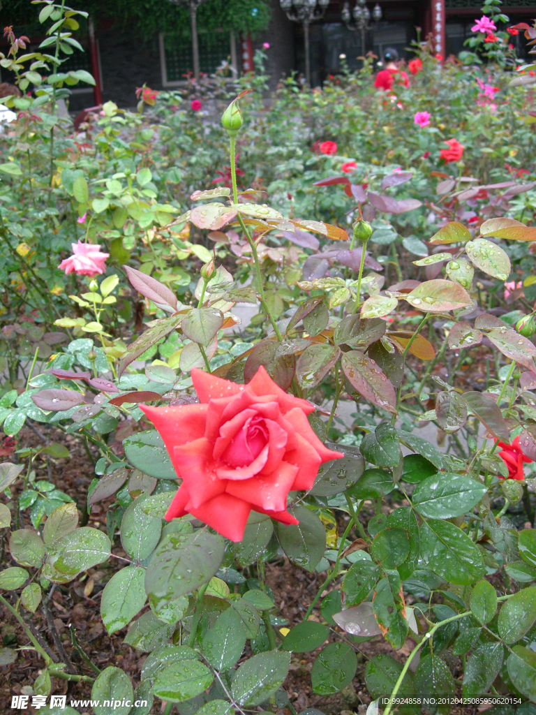 月季花