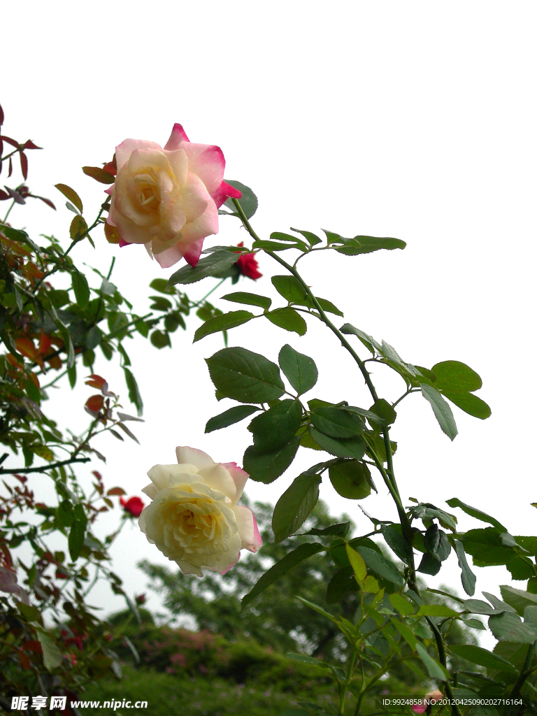 月季花