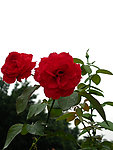 月季花