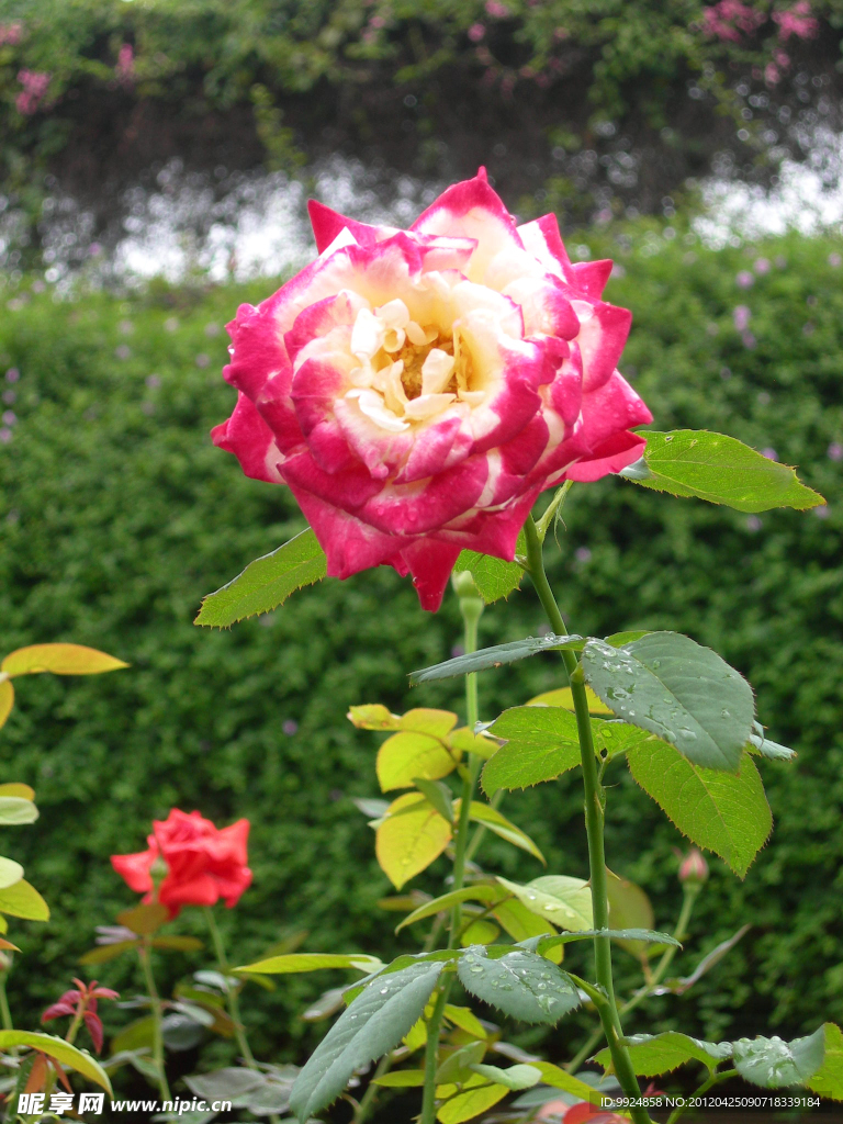 月季花