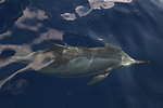 马尔代夫海豚