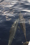 马尔代夫海豚