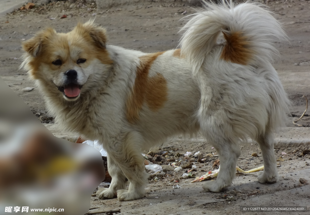 家犬