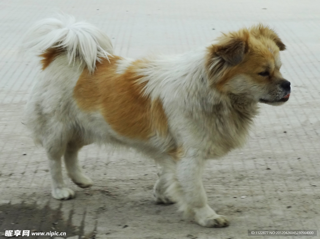 家犬
