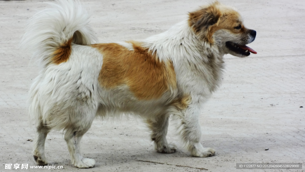 家犬