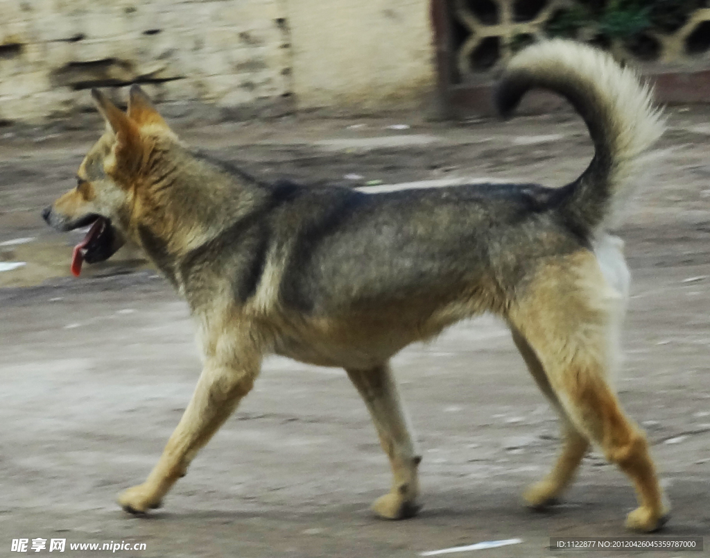 家犬