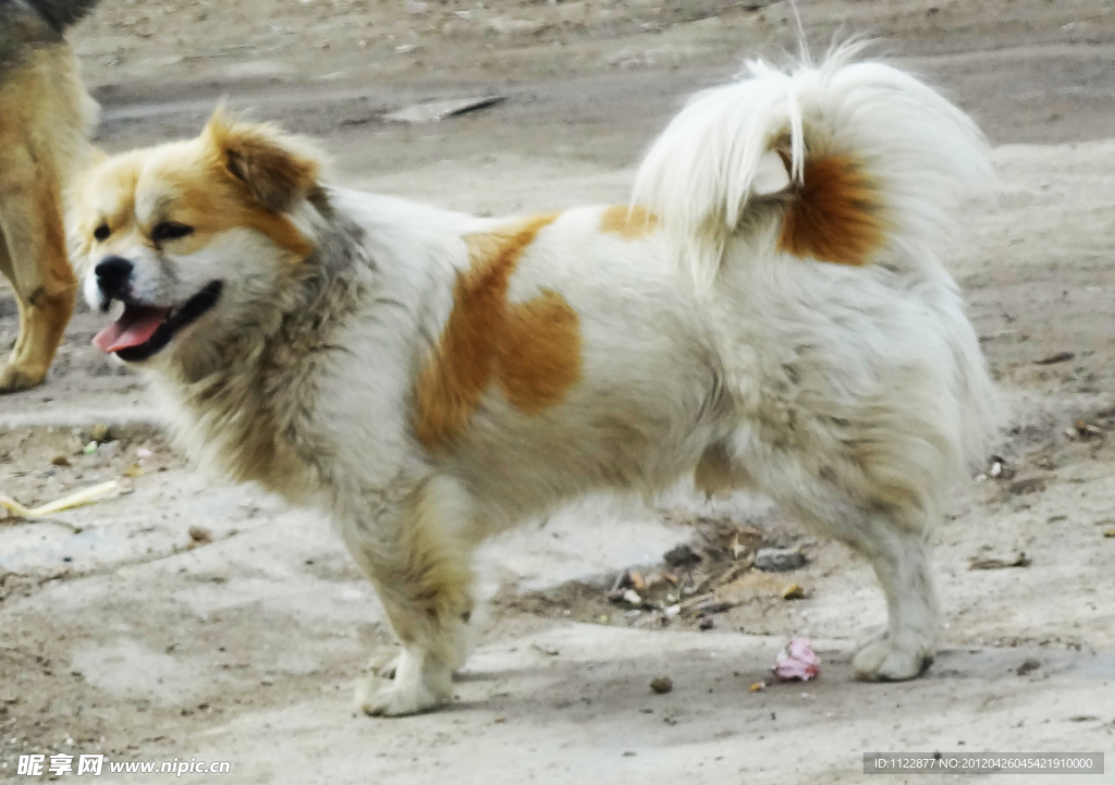 家犬