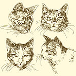 素描猫咪猫头