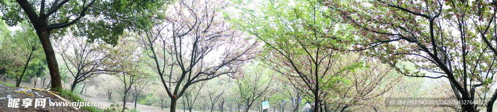 樱花摄影