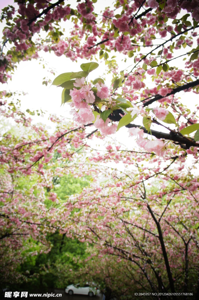 樱花摄影