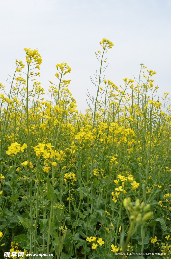 油菜花开