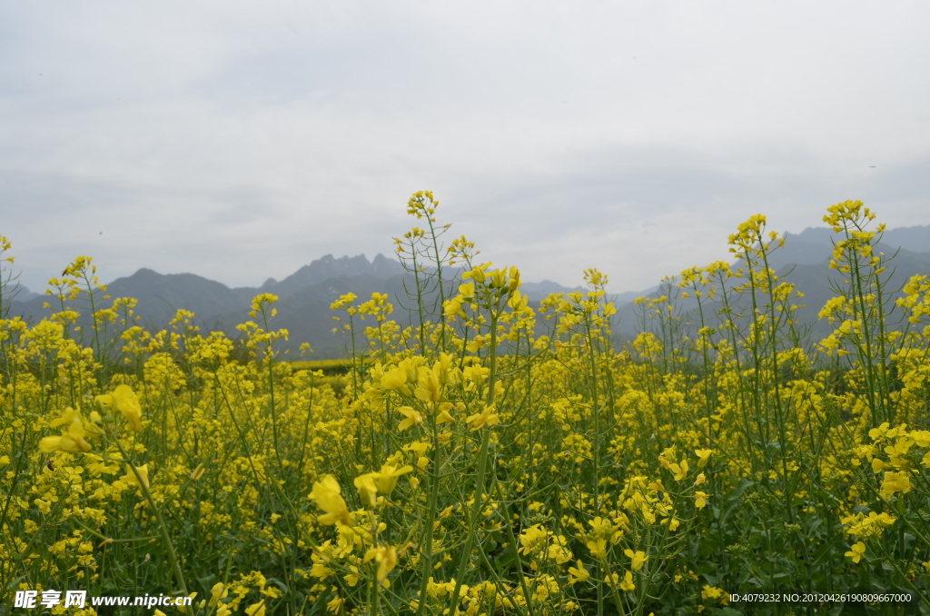 油菜花开