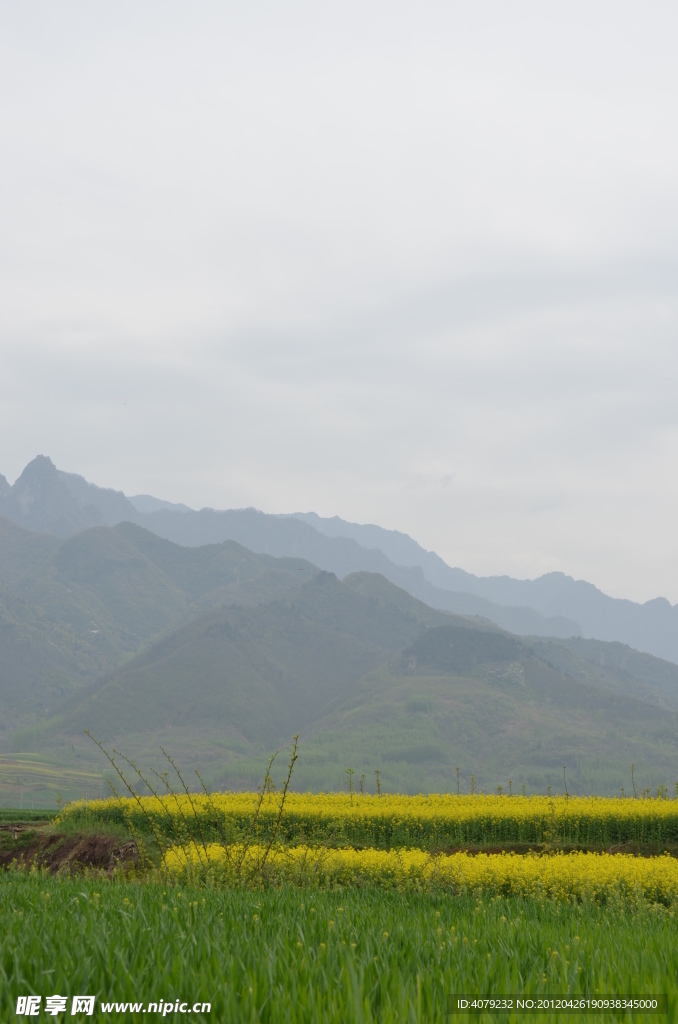 油菜花 天空 远山 秦岭 白云 麦苗