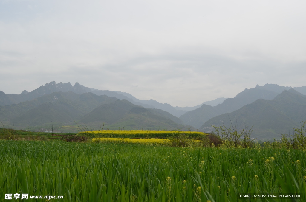 油菜花 天空 远山 秦岭 白云 麦苗