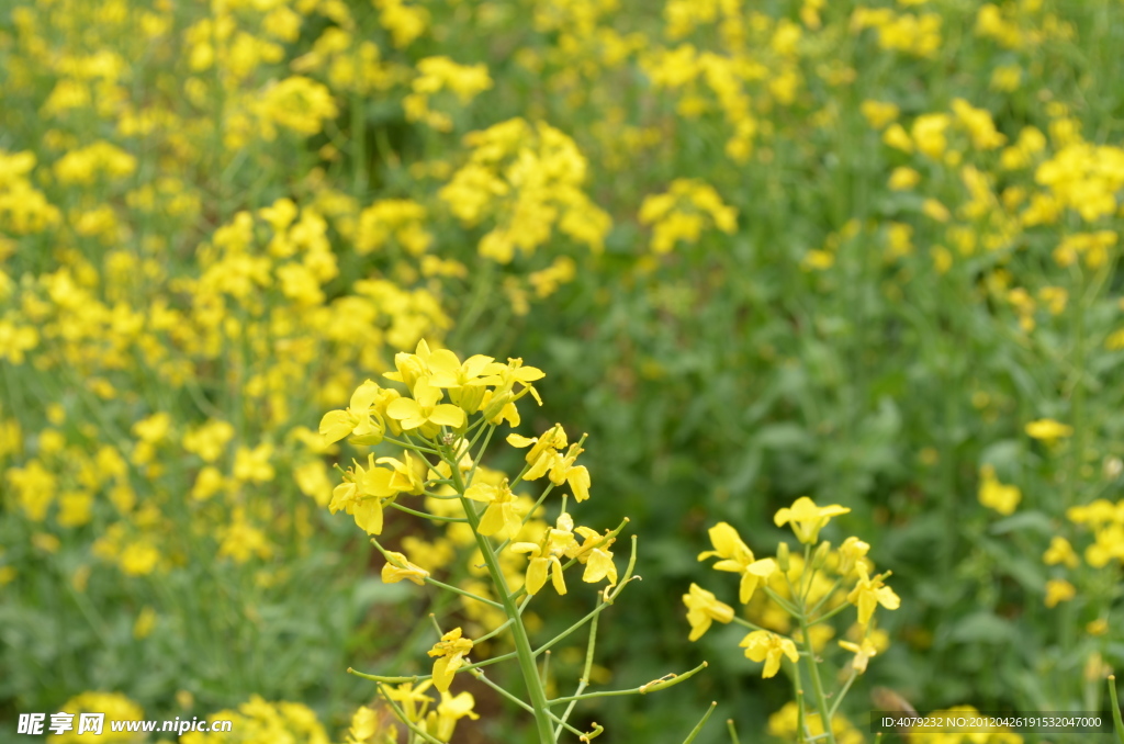 油菜花开