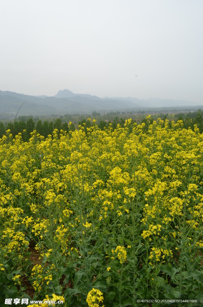 油菜花