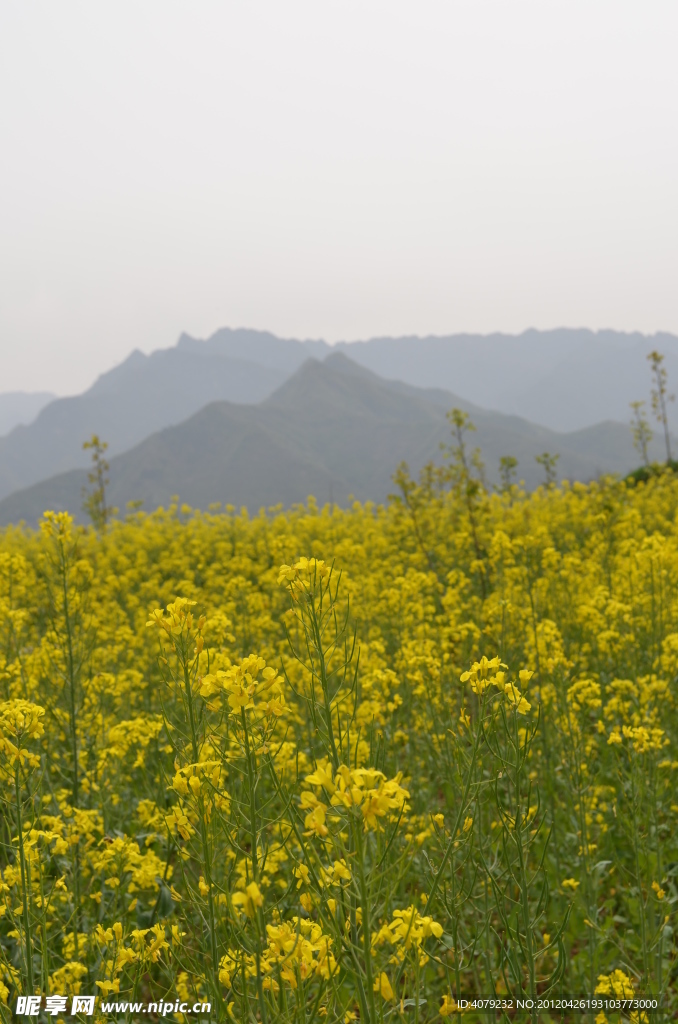 油菜花开时