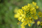 油菜花开