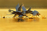 鄱阳湖 候鸟