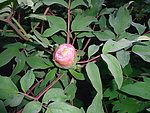 牡丹花蕾
