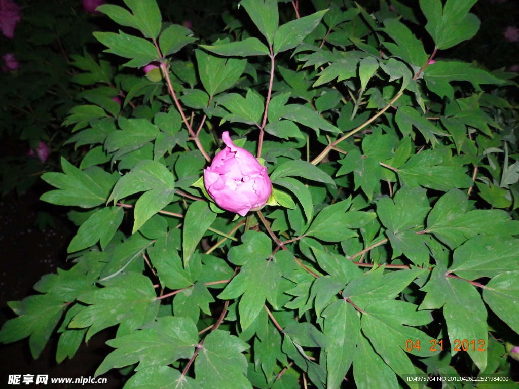 花苞