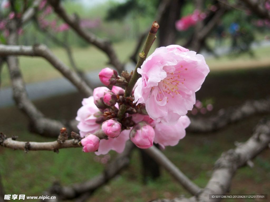 碧桃 桃花 绿叶 树枝