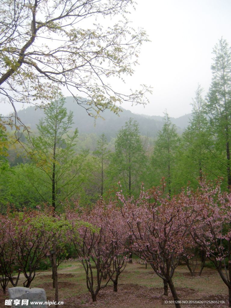 树林 春天 开花 山