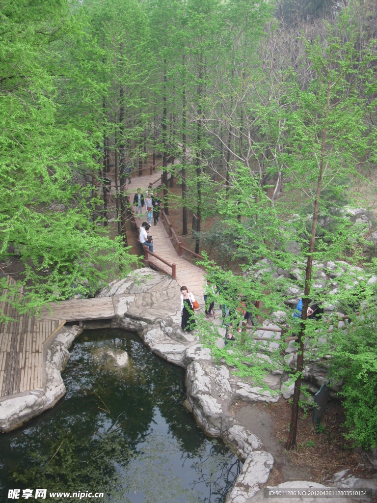 北京植物园 树林