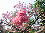 桃花朵朵开