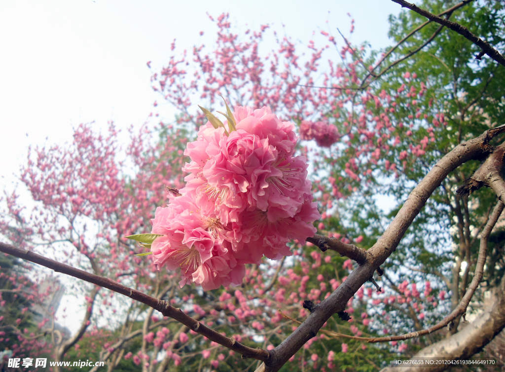 桃花朵朵开