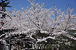 武汉大学樱花
