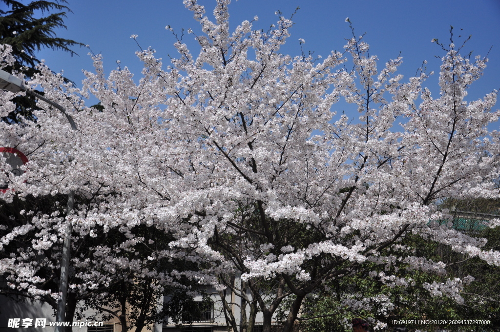 武汉大学樱花