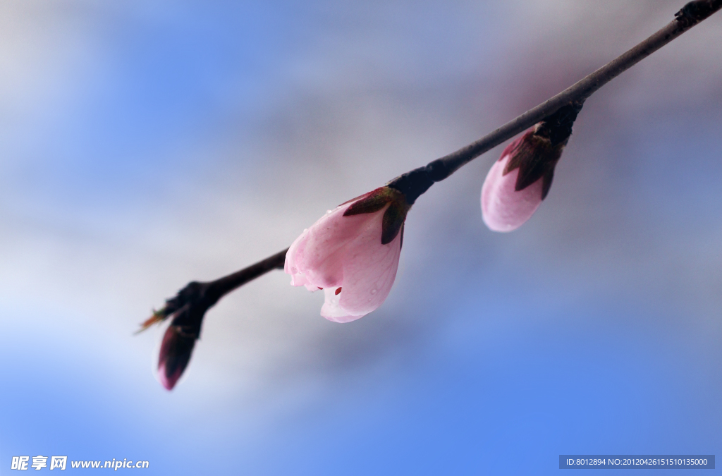 花苞