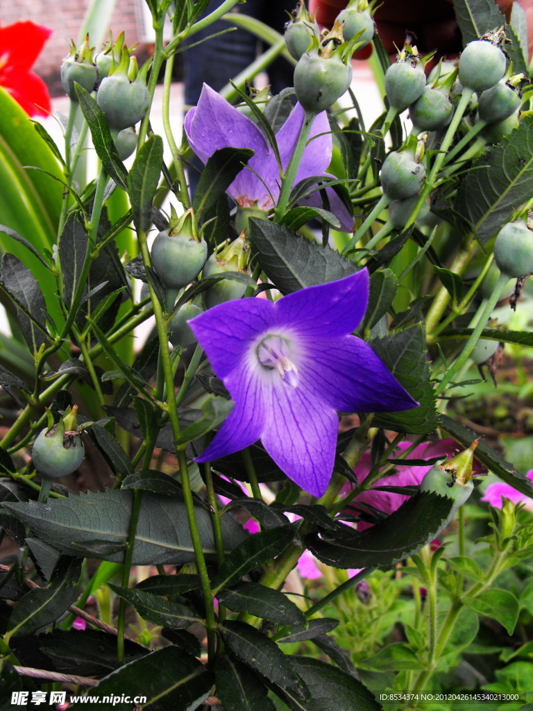 柳溪紫花