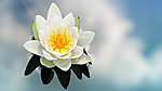 莲花